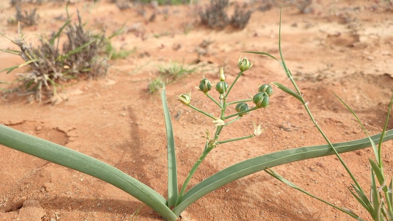 Albuca seineri photo 2