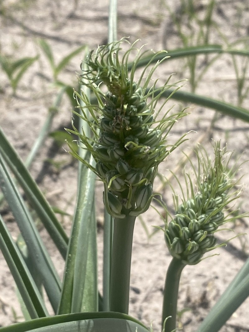 Albuca seineri photo 3