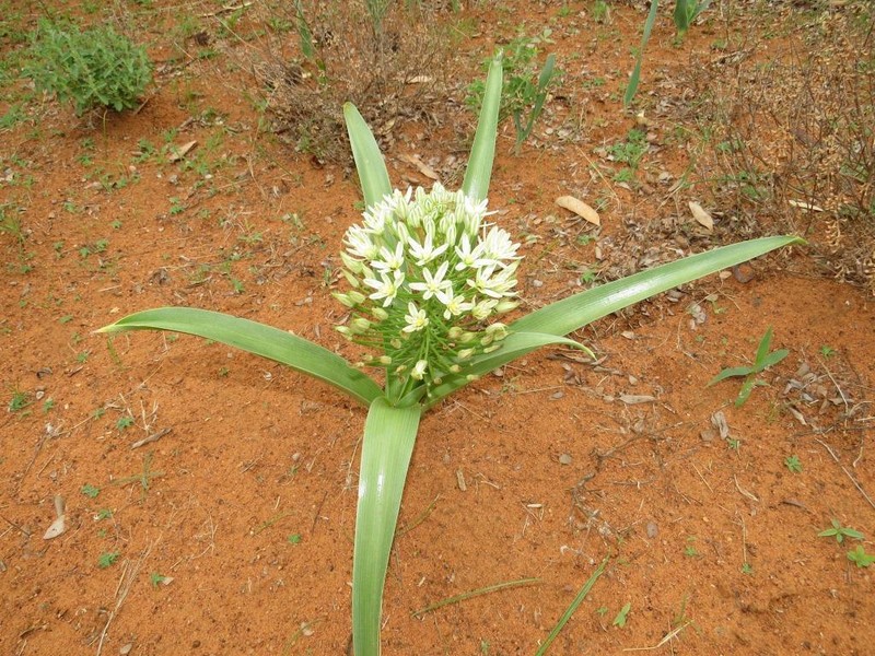 Albuca seineri photo 4