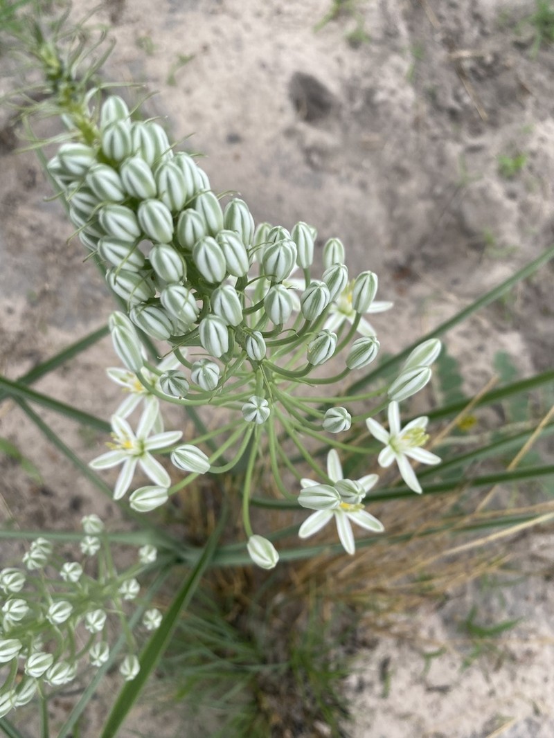Albuca seineri photo 5
