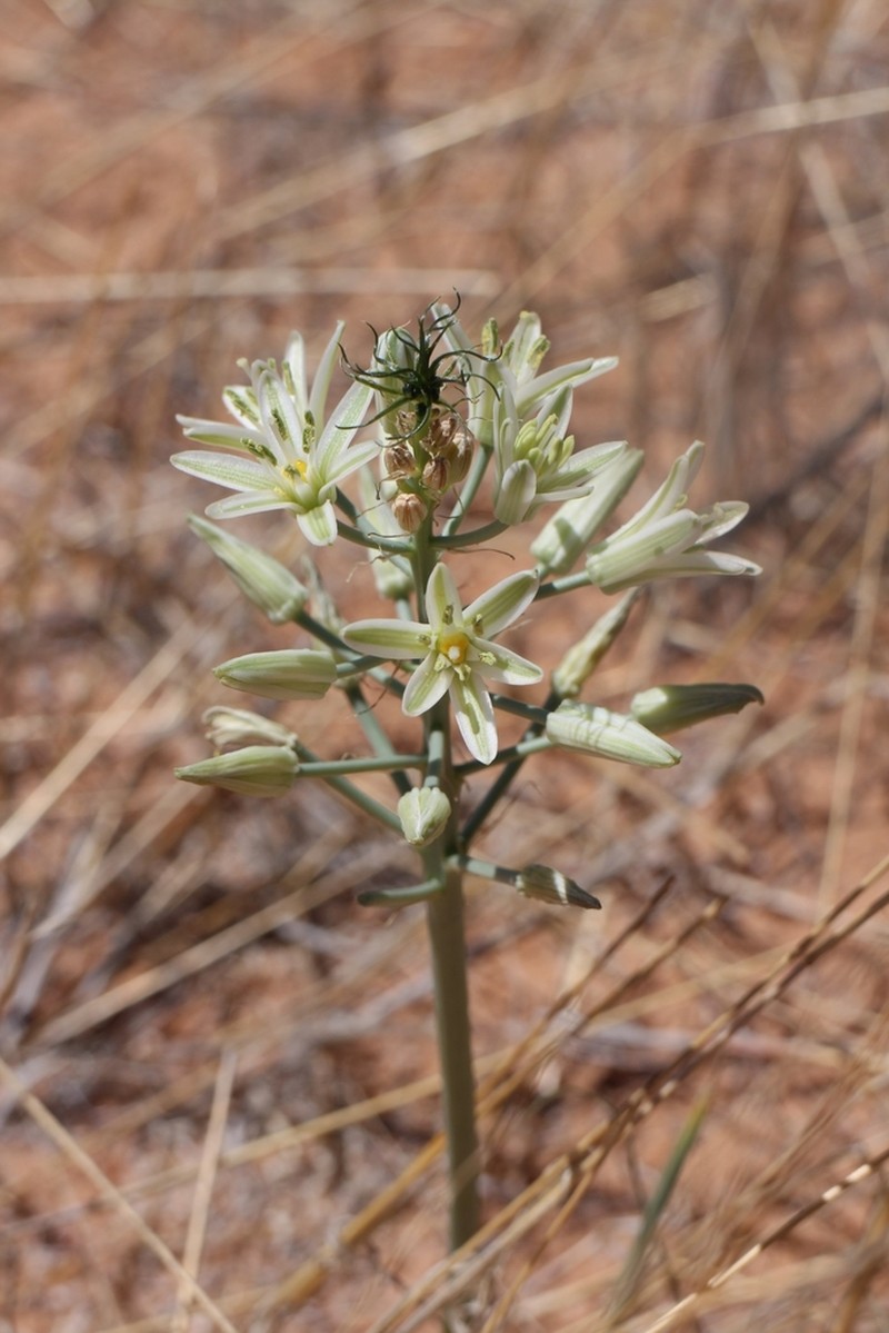 Albuca seineri photo 6