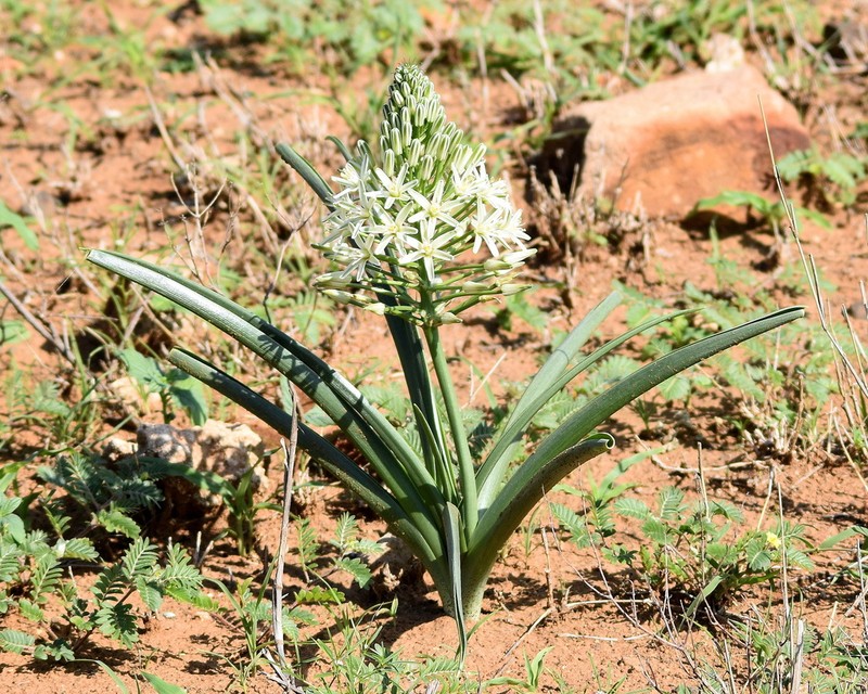 Albuca seineri photo 7