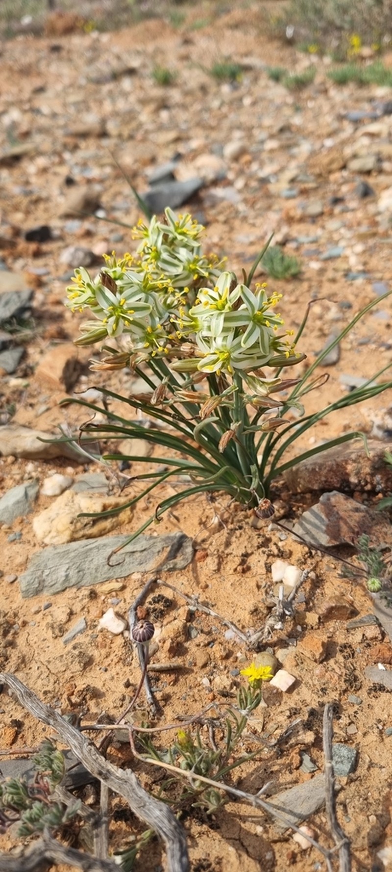Albuca semipedalis photo 2