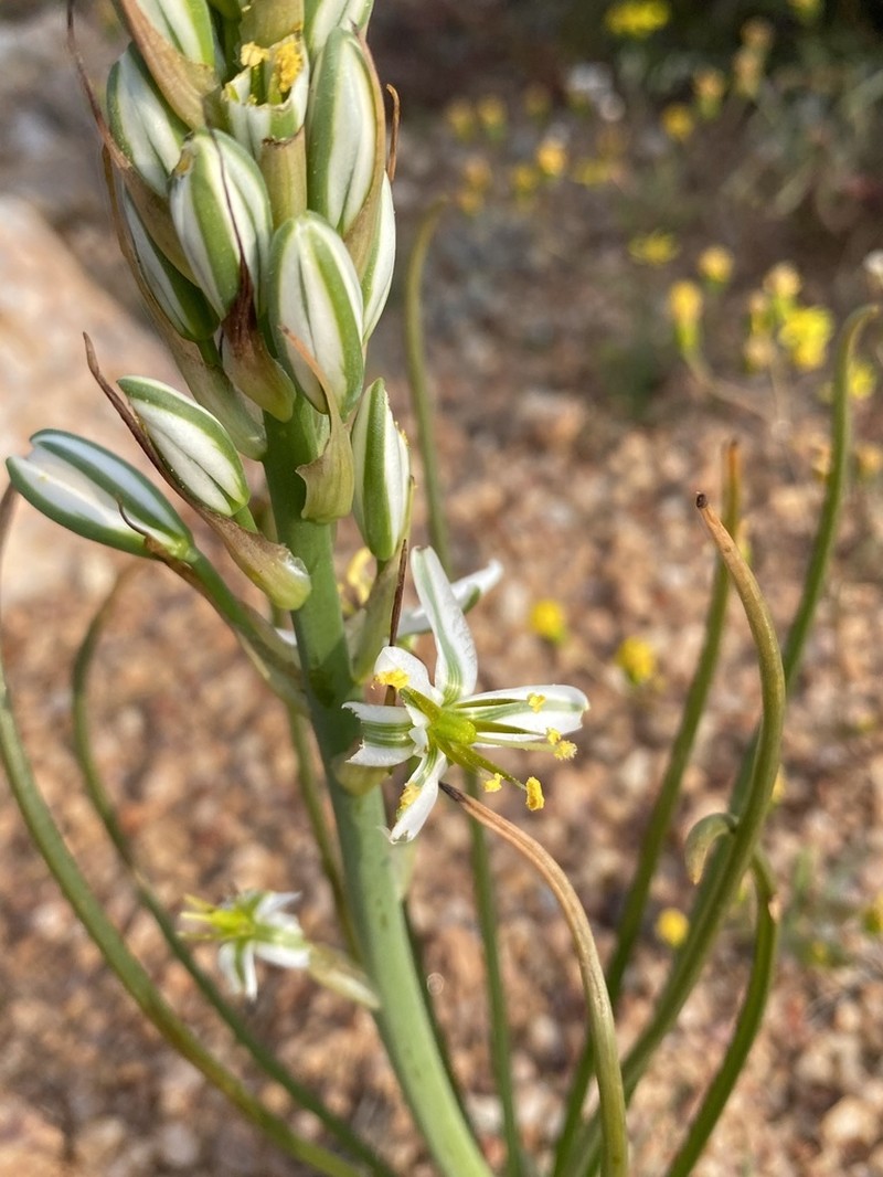 Albuca semipedalis photo 3