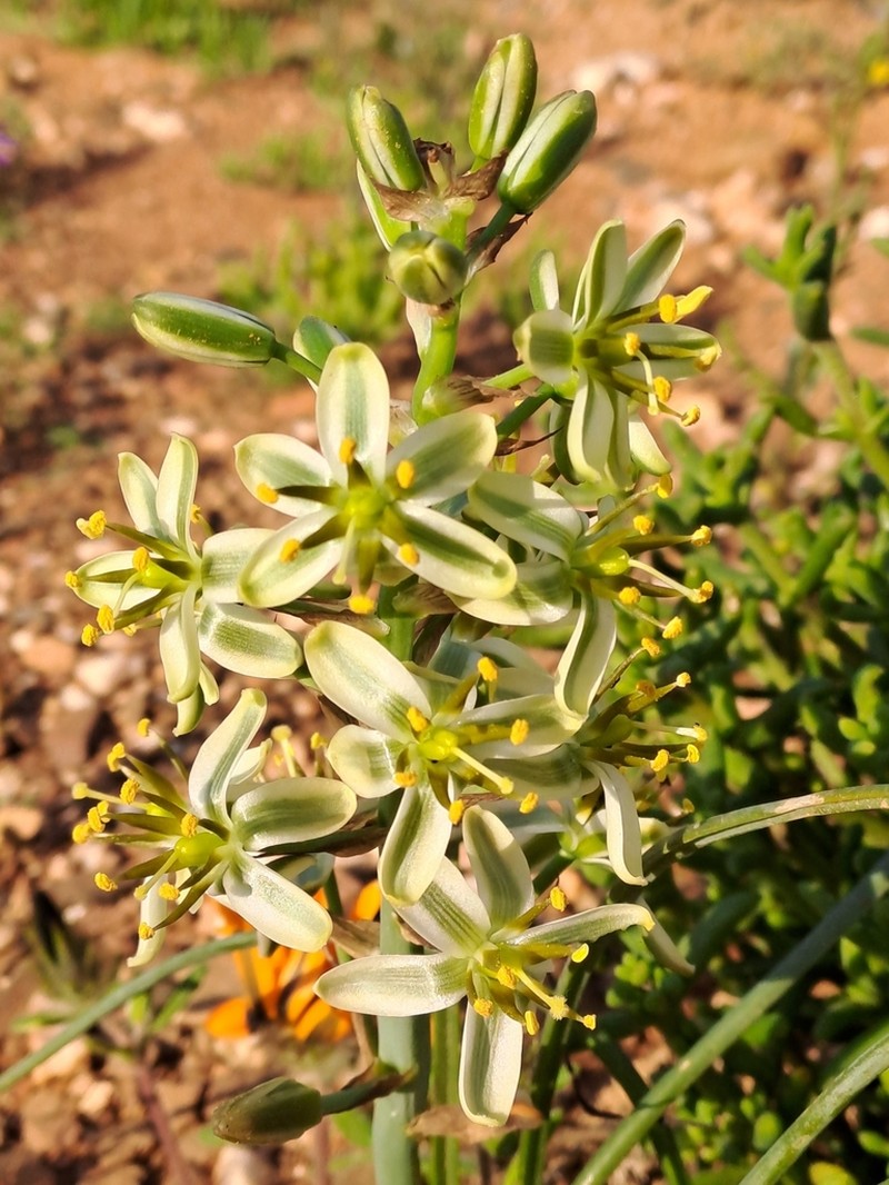 Albuca semipedalis photo 4