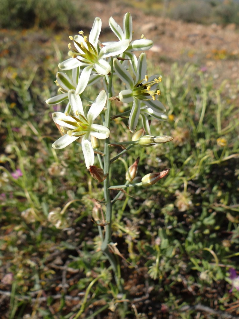 Albuca semipedalis photo 5