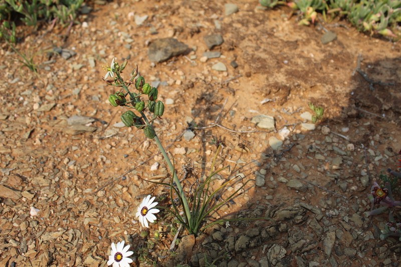 Albuca semipedalis photo 6