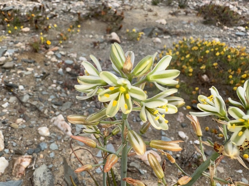 Albuca semipedalis photo 7