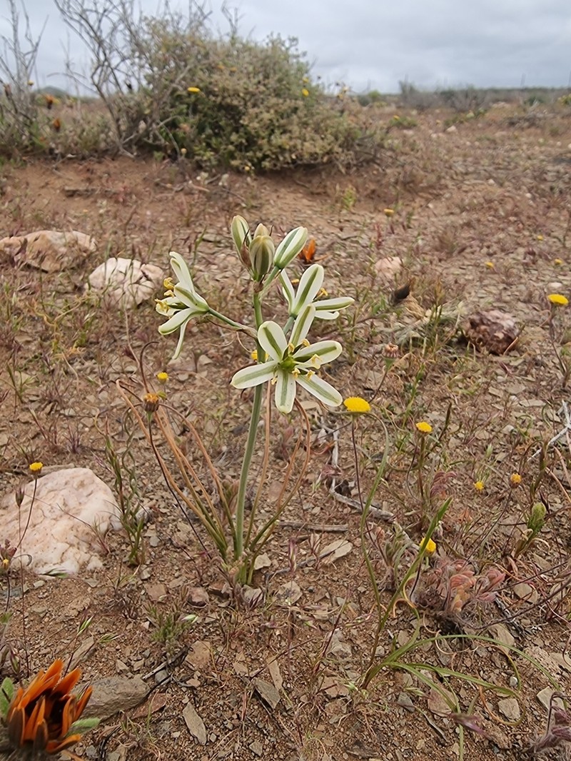 Albuca semipedalis photo 8