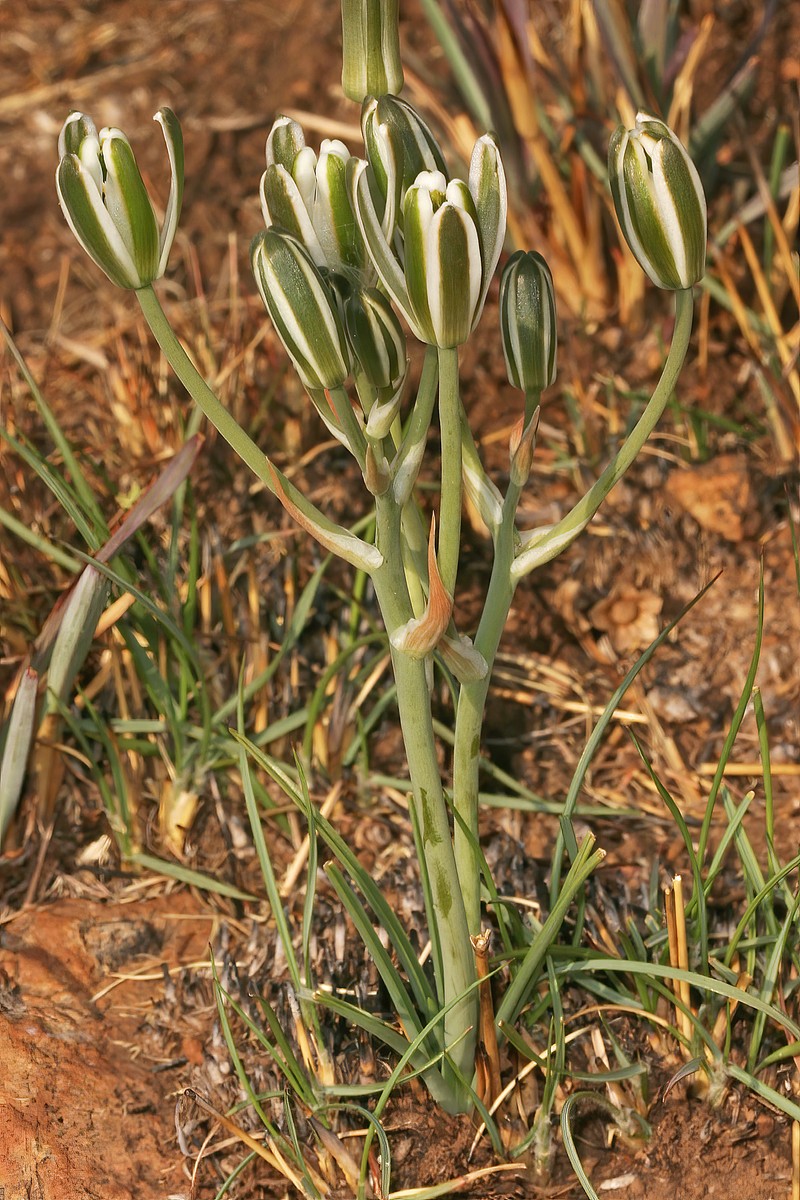 Albuca setosa
