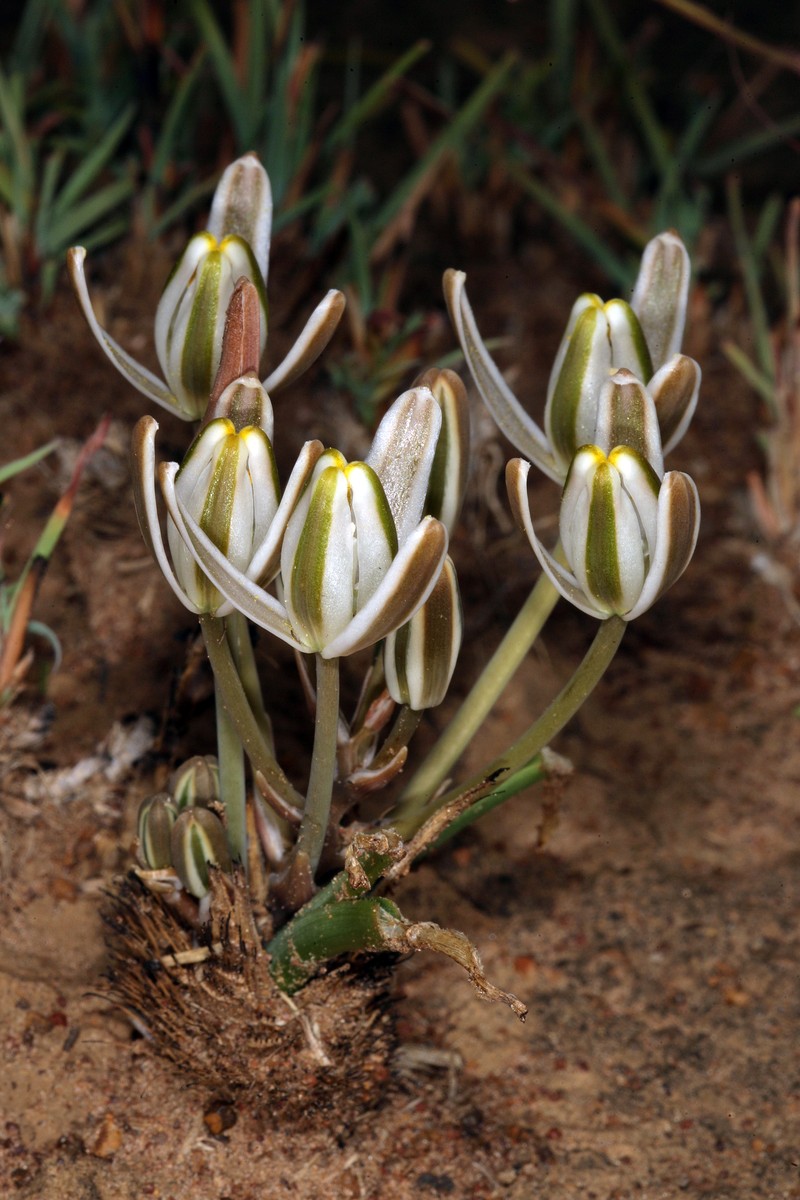 Albuca setosa photo 2