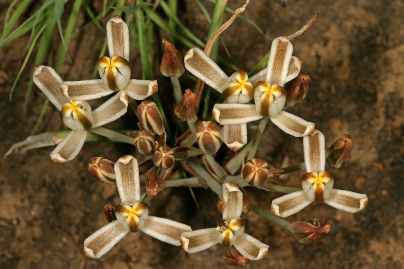 Albuca setosa photo 3