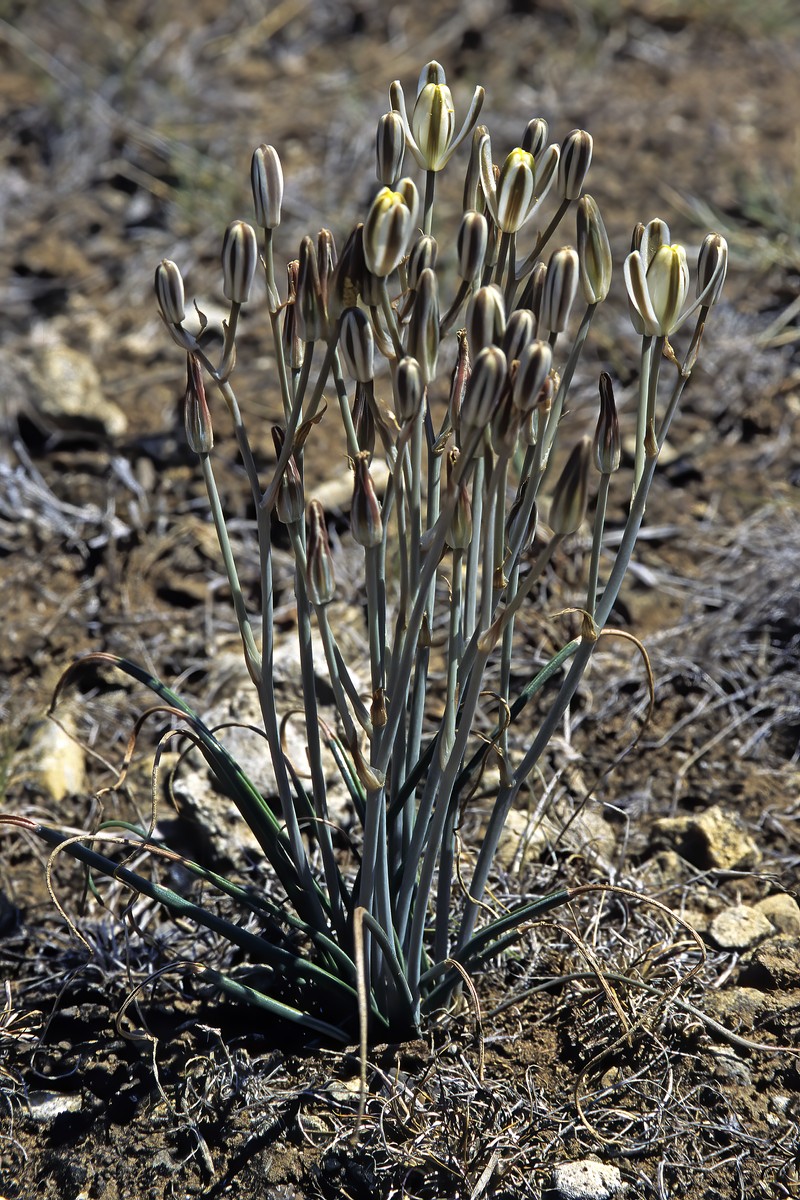 Albuca setosa photo 4