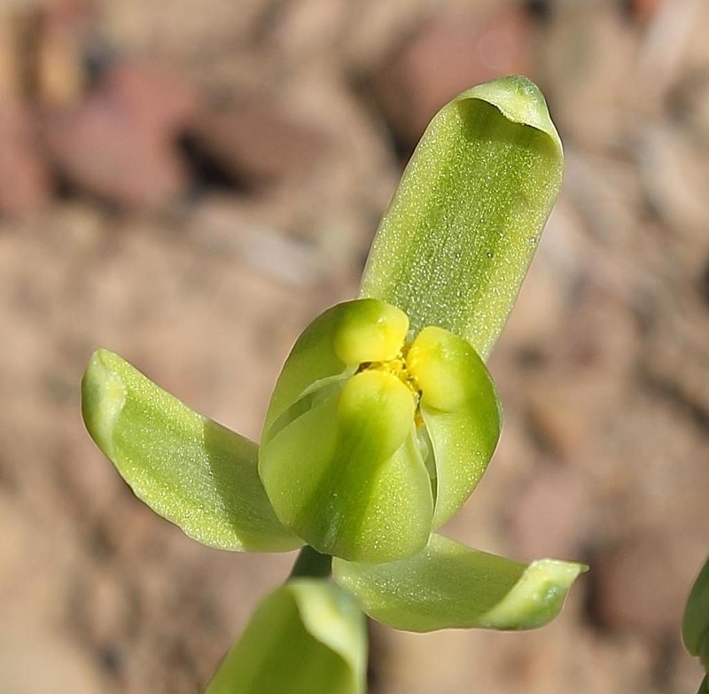 Albuca setosa photo 5