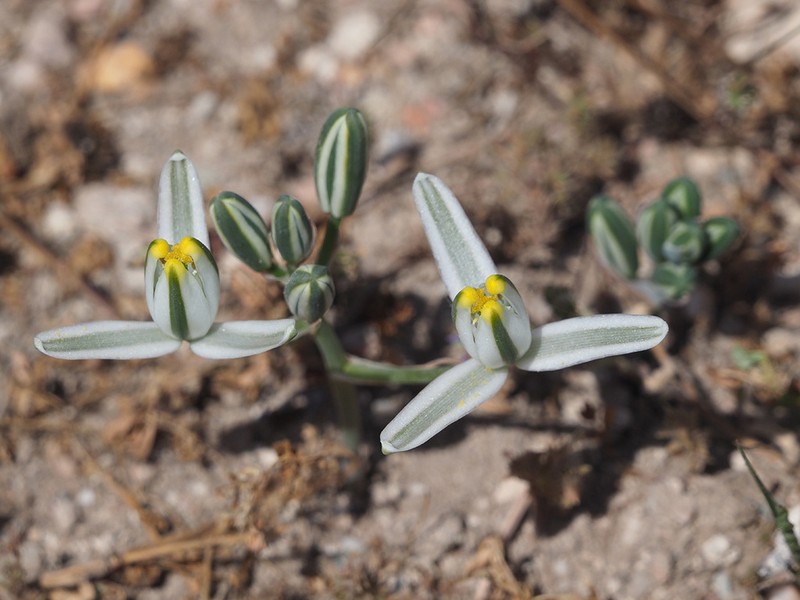 Albuca setosa photo 6