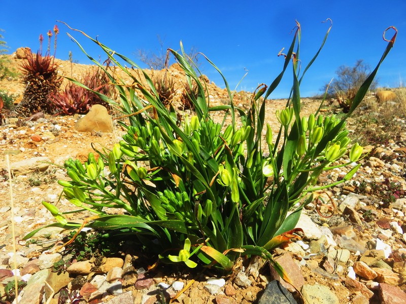 Albuca setosa photo 7