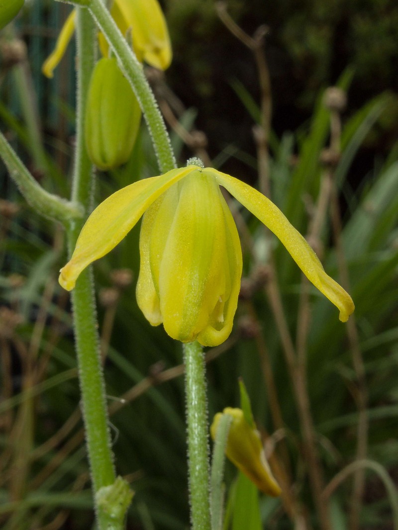 Albuca shawii photo 2