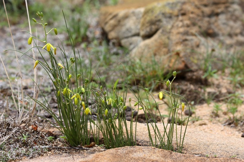 Albuca shawii photo 3