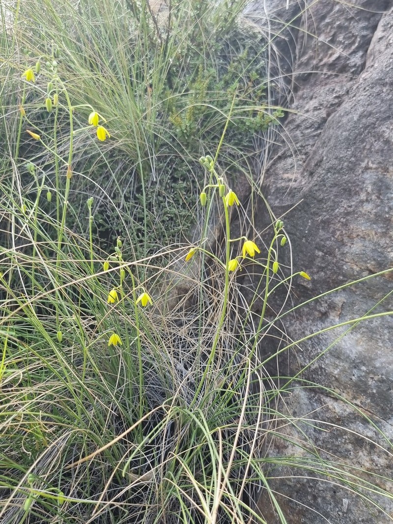 Albuca shawii photo 4