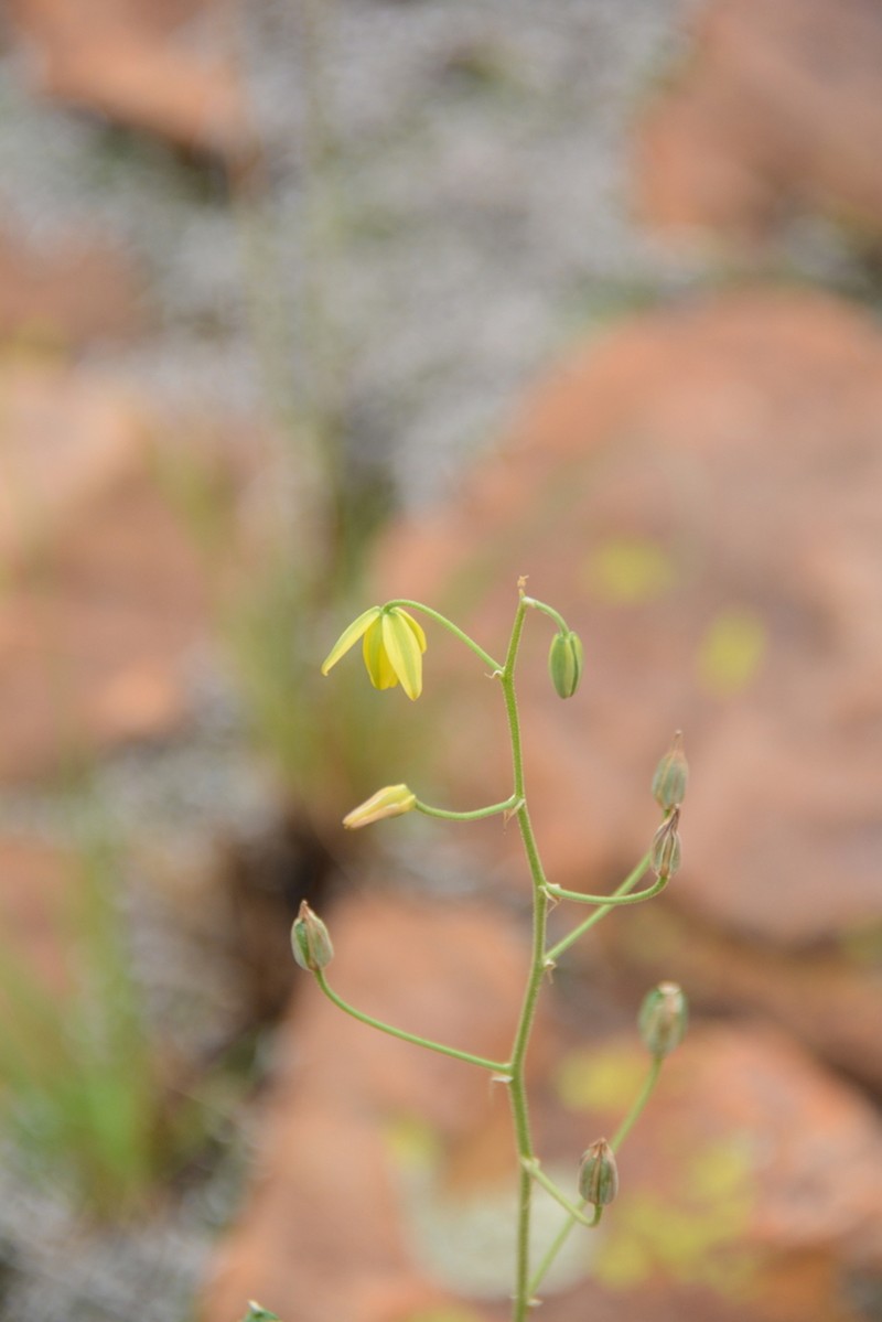 Albuca shawii photo 5