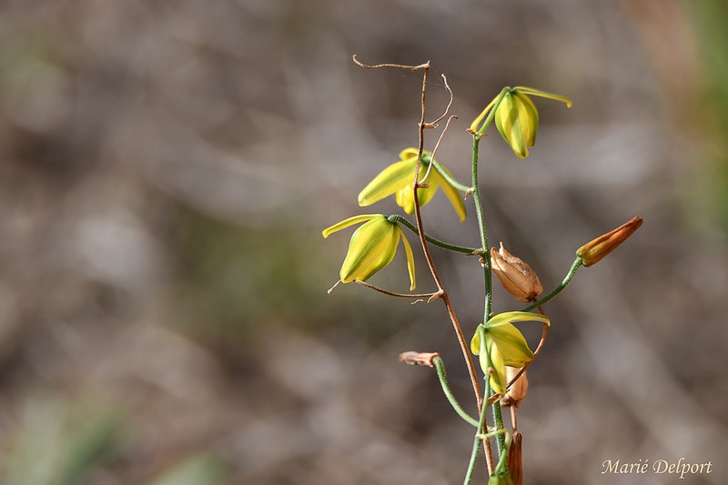 Albuca shawii photo 6