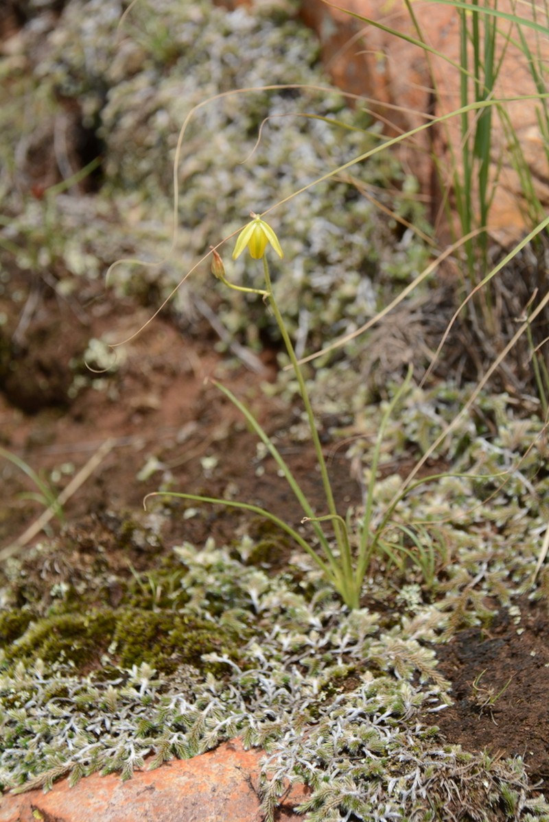 Albuca shawii photo 7