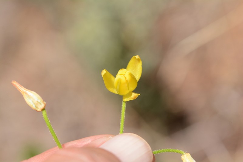 Albuca shawii photo 8