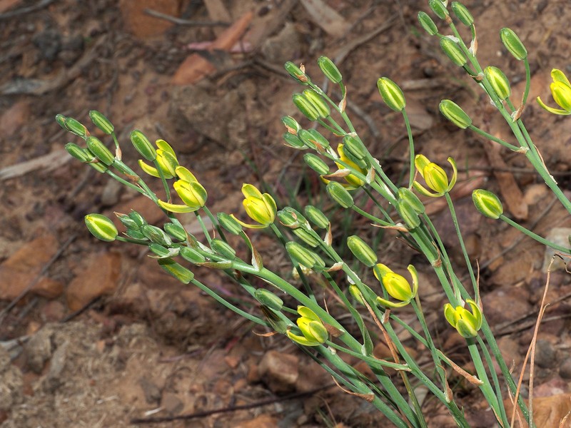 Albuca somersetianum