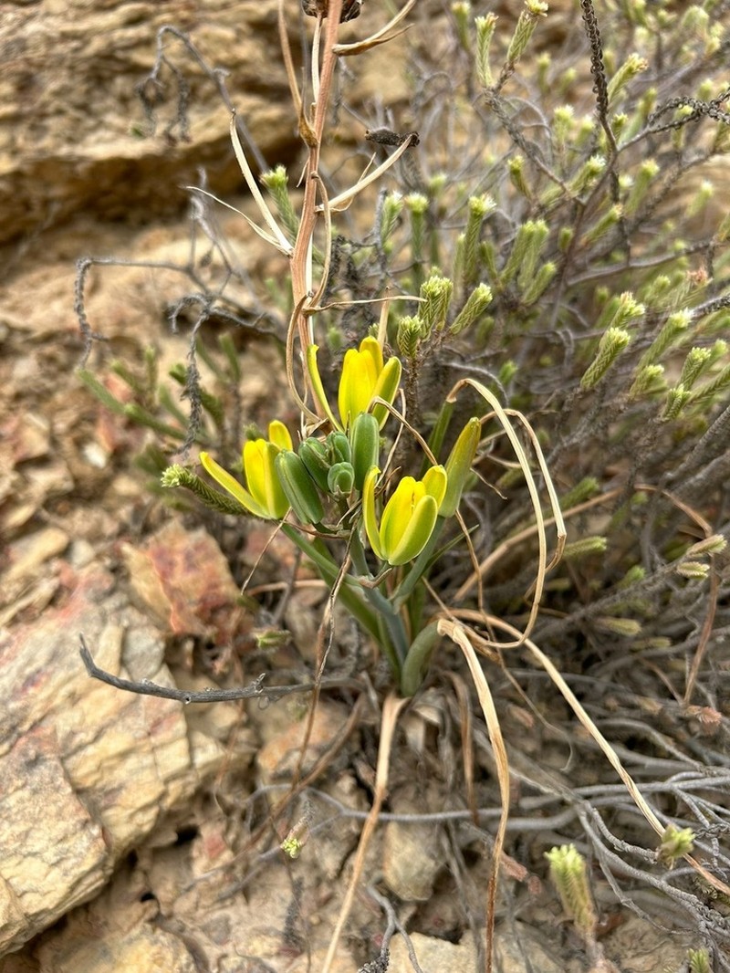 Albuca somersetianum photo 2