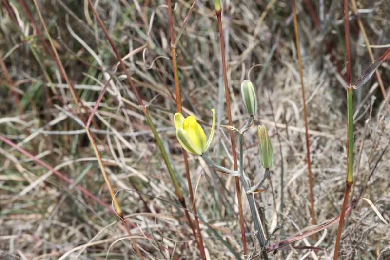 Albuca somersetianum photo 3
