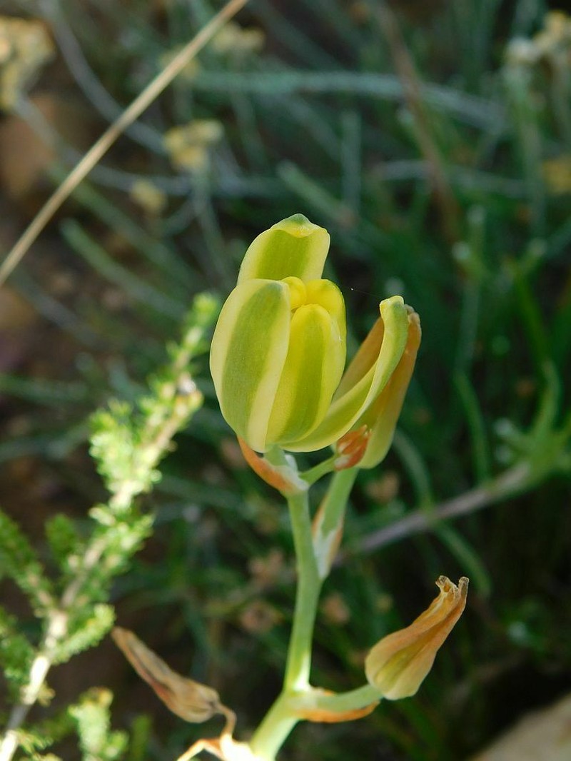 Albuca somersetianum photo 4