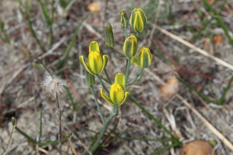 Albuca somersetianum photo 5