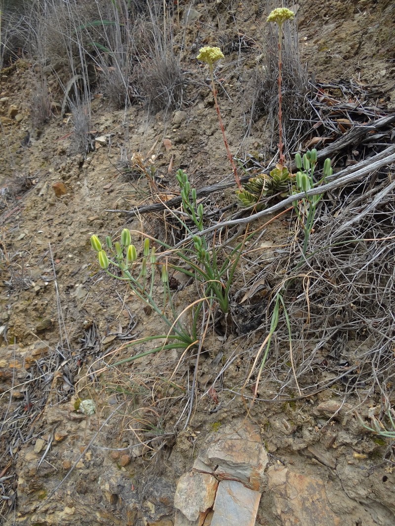 Albuca somersetianum photo 6