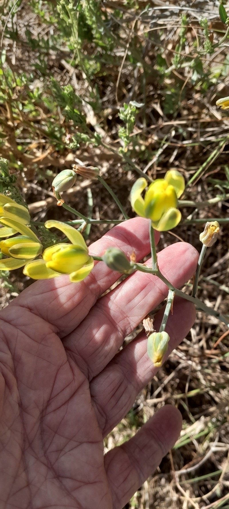 Albuca somersetianum photo 7