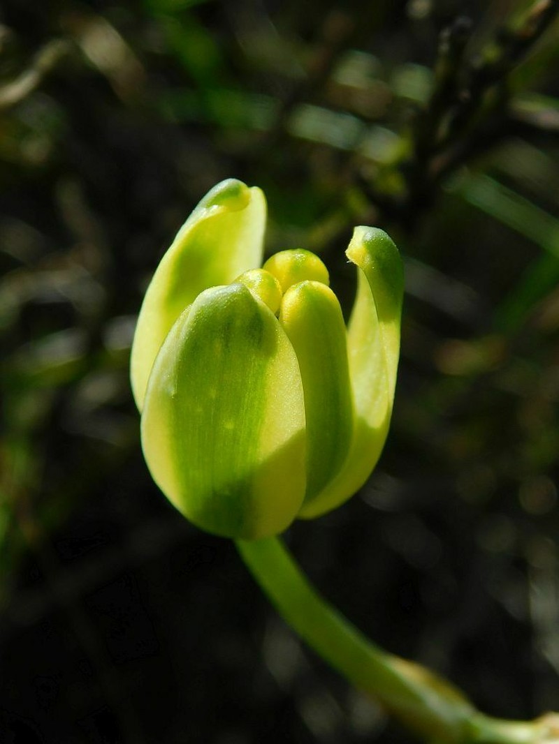 Albuca somersetianum photo 8