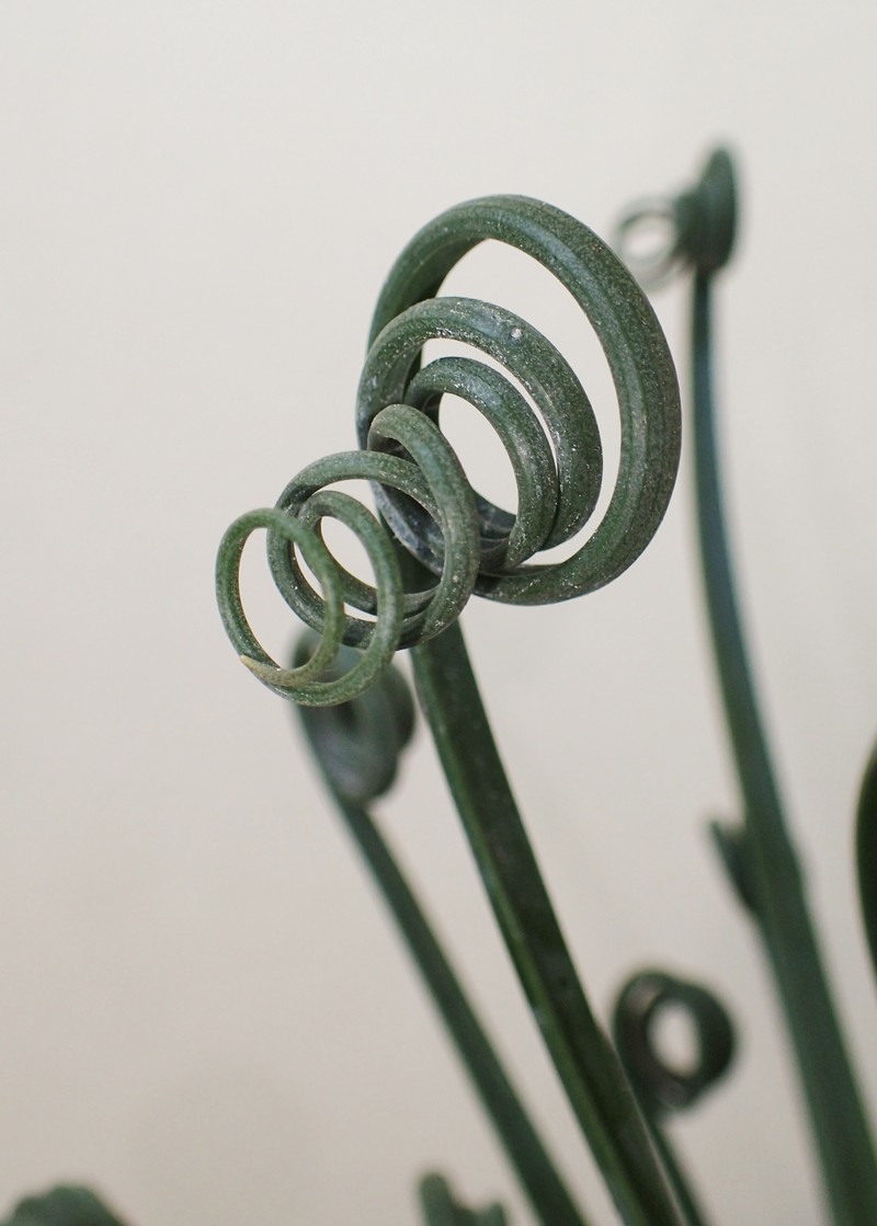 Albuca spiralis photo 2