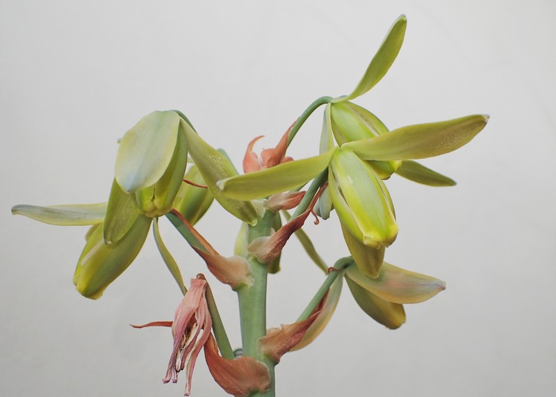 Albuca spiralis photo 3