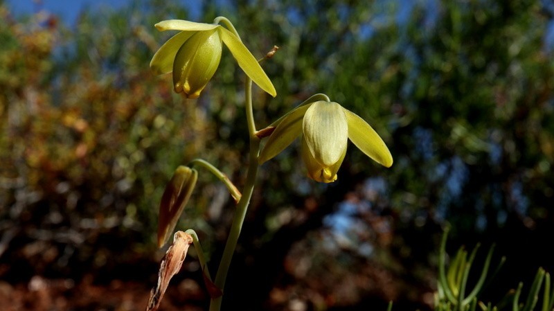 Albuca spiralis photo 4