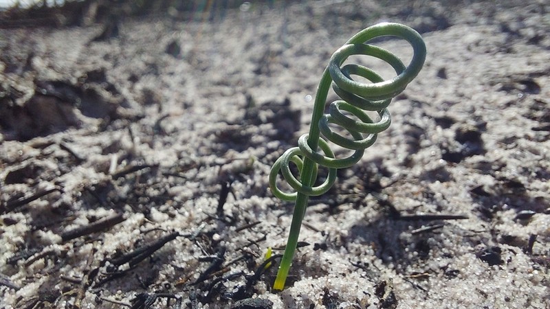 Albuca spiralis photo 5
