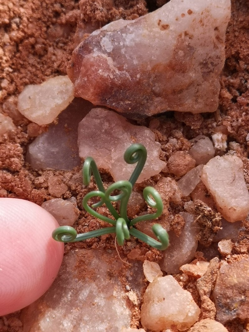 Albuca spiralis photo 7