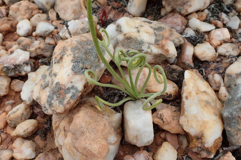 Albuca spiralis photo 8