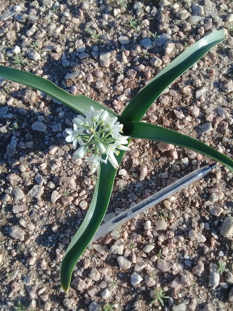 Albuca stapffii photo 2