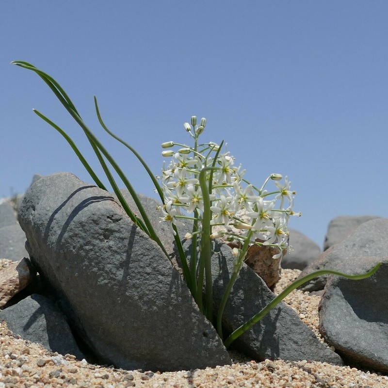 Albuca stapffii photo 3