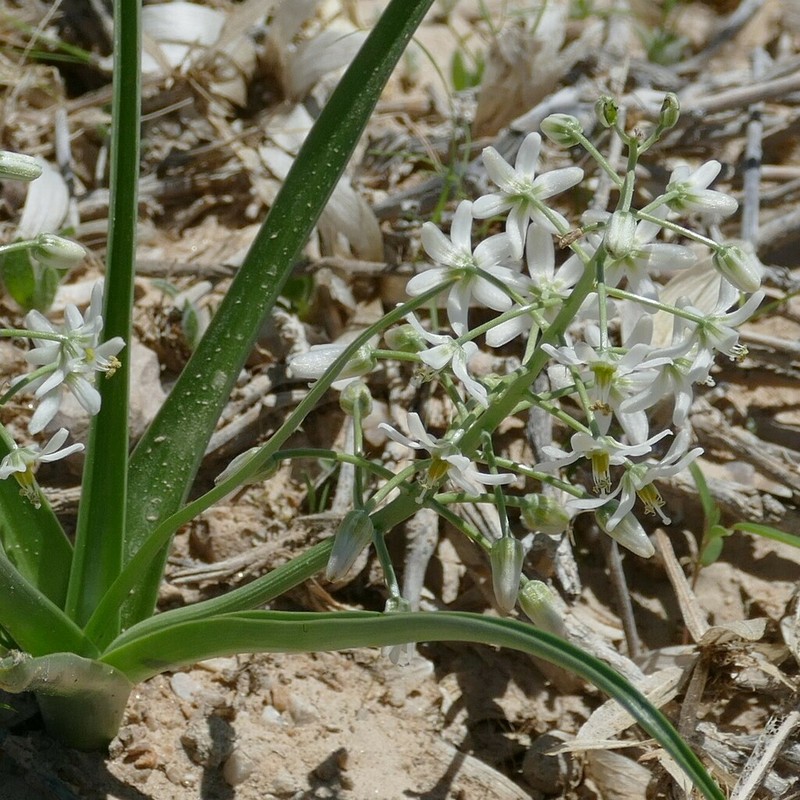 Albuca stapffii photo 4
