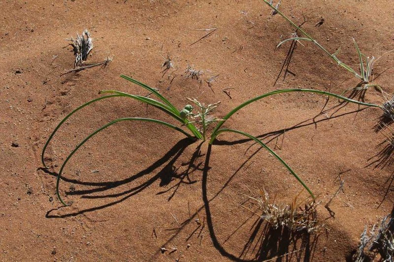 Albuca stapffii photo 6