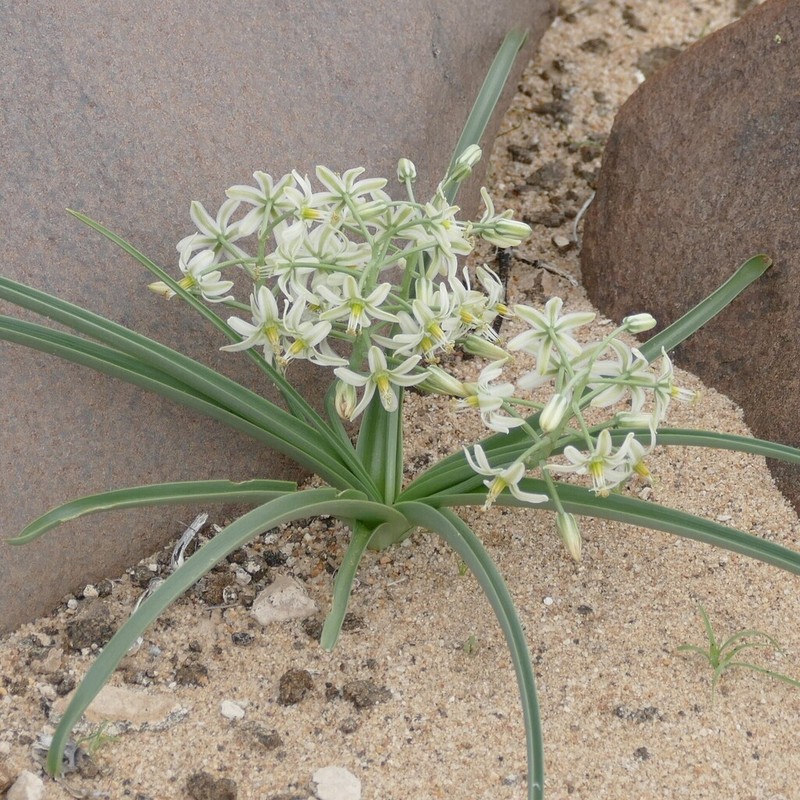 Albuca stapffii photo 7