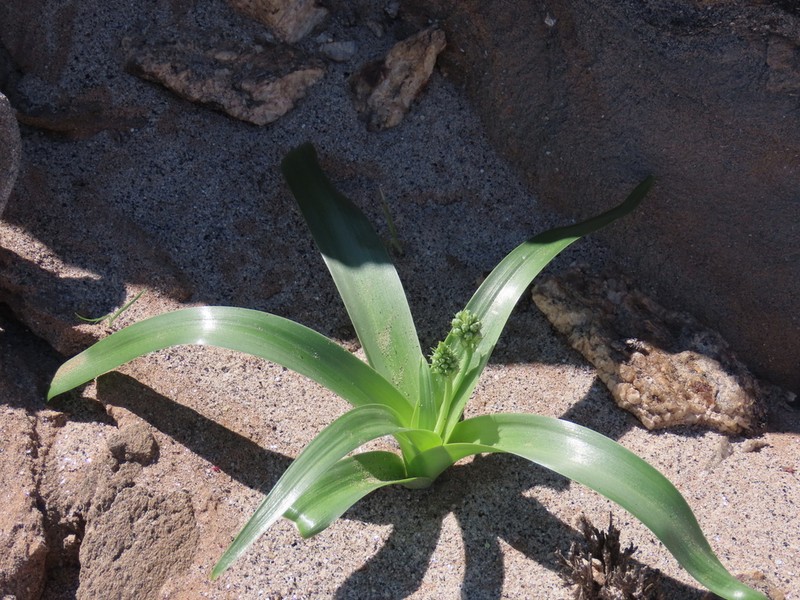 Albuca stapffii photo 8