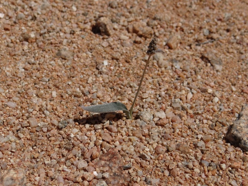 Albuca strigosula