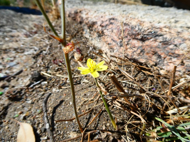 Albuca suaveolens