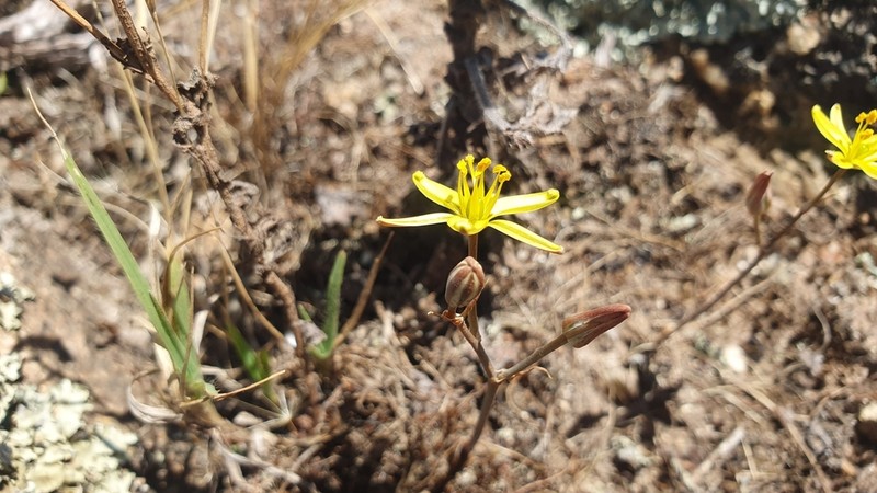 Albuca suaveolens photo 2